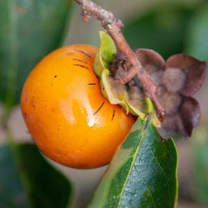 May include: Close-up of a ripe persimmon fruit, showcasing its vibrant orange color and smooth skin. The fruit is attached to a branch with green leaves and a dried flower, highlighting the natural setting.