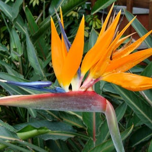 Orange Bird of Paradise Plant – Live Tropical plant  Strelitzia Reginae