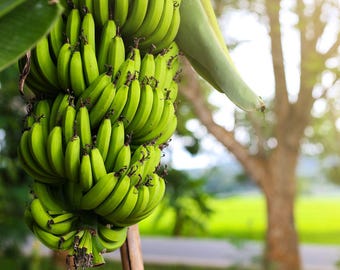 May include: A bunch of unripe green bananas hanging from a tree. The bananas are clustered together, with a few leaves visible in the background. The image is taken outdoors with natural light.