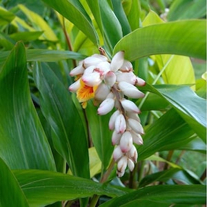 May include: Close-up of a white and pink flower cluster with yellow and orange accents, hanging from a green plant. The flower has a unique shape and is surrounded by large, green leaves. The image is well-lit and shows the natural beauty of the plant.