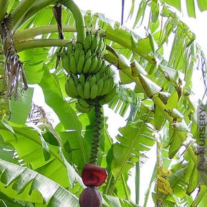 May include: A banana plant with large green leaves and a cluster of unripe green bananas. The plant also features a red and purple flower, with a long, green stem. The image is taken from a low angle, looking up at the plant.