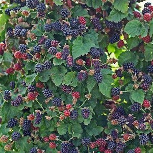 May include: A close-up of a blackberry bush laden with ripe and unripe berries. The berries range in color from deep purple to red, with green leaves providing a backdrop. The image showcases the natural beauty of the fruit.
