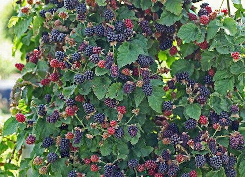 May include: A close-up of a blackberry bush laden with ripe and unripe berries. The berries range in color from deep purple to red, with green leaves providing a backdrop. The image showcases the natural beauty of the fruit.