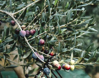 May include: Close-up of an olive tree branch laden with ripe olives in various colors, including green, purple, and red. The leaves are a deep green, and a metal harvesting tool is in the foreground. The image captures the essence of an olive harvest.