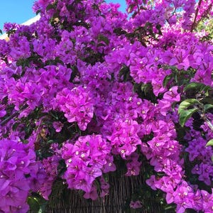 May include: A vibrant display of bougainvillea flowers in full bloom. The image showcases a dense cluster of bright purple blossoms with green foliage, set against a clear blue sky. The flowers create a lush, textured appearance, perfect for garden decor.