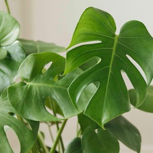 Monstera Deliciosa Plant – Healthy Swiss Cheese Plant | Live Tropical Houseplant for Indoor Jungle Vibes