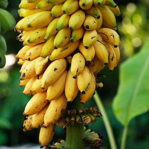 Musa ‘ Dwarf Namwah ’ –   Sweet Thai Banana | Live Starter Plant