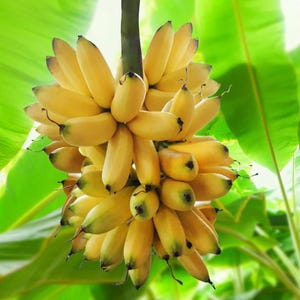 May include: A bunch of ripe bananas, with yellow skin and green tips, hangs from a green stem. The bananas are clustered together, with some slightly curved. Green leaves are visible in the background.