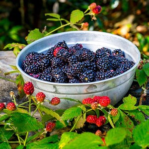 May include: A metal bowl filled with ripe blackberries. The berries are a deep purple-black color, contrasting with the silver bowl. Red and green foliage with unripe berries surrounds the bowl, suggesting a harvest theme.