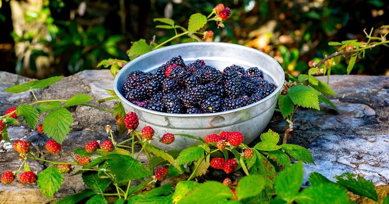 May include: A metal bowl filled with ripe blackberries. The berries are a deep purple-black color, contrasting with the silver bowl. Red and green foliage with unripe berries surrounds the bowl, suggesting a harvest theme.