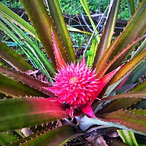 May include: A close-up of a vibrant plant with a bright pink flower at its center. The plant has long, green leaves with reddish-brown edges and sharp, spiky tips. The flower is a dense cluster of pink petals.