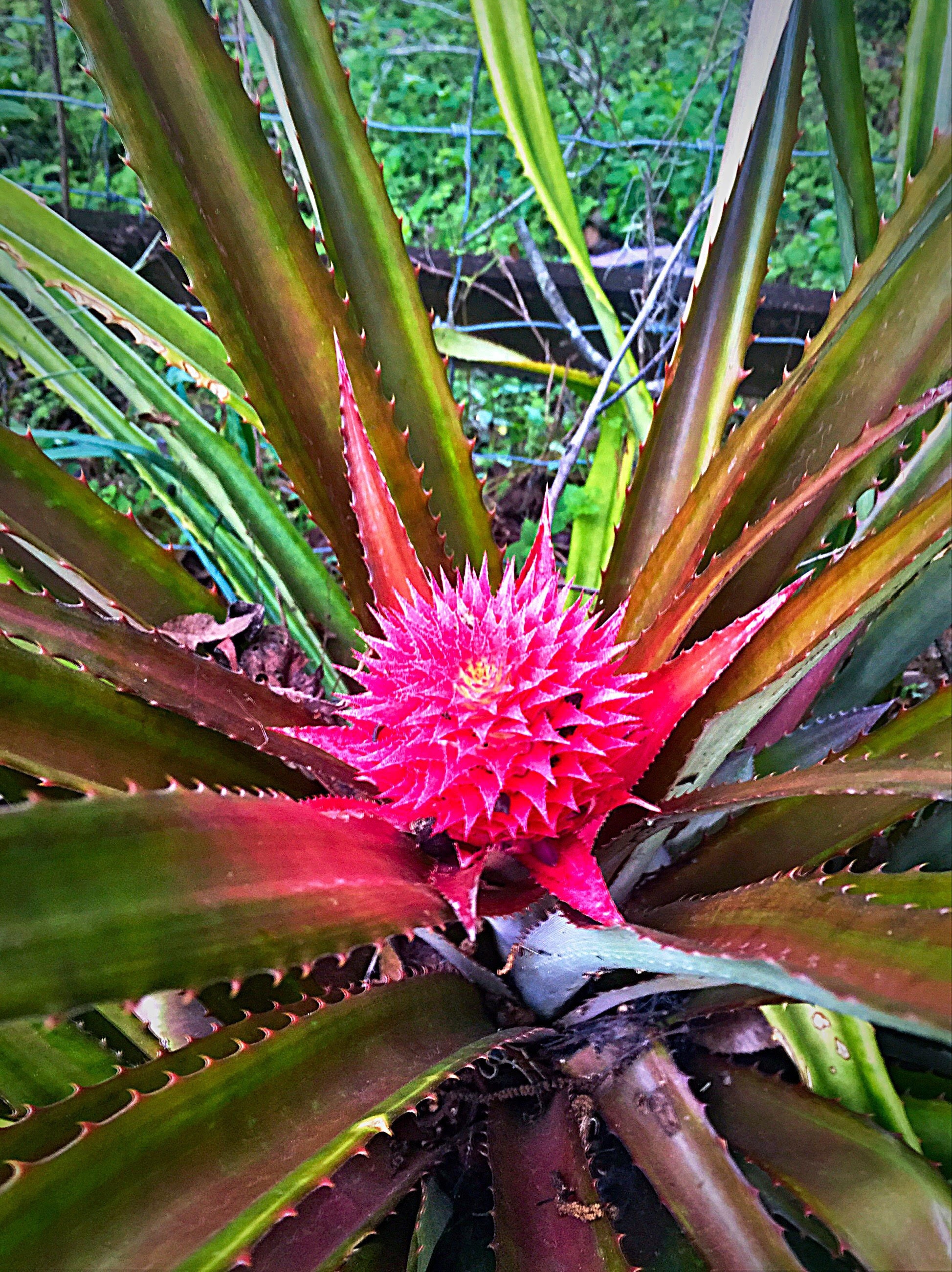 Hawaiian Red Pineapple plant bromeliad Ananas bracteatus