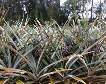 Pineapple ' Sugarloaf '  – Live Starter Plant | Ultra-Sweet White Flesh | Low-Acid Tropical Fruit