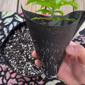 May include: A small green plant with visible roots is held in a black mesh cone-shaped container. The container is partially filled with soil. A black pot filled with soil is in the background.