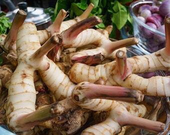 May include: Close-up of fresh galangal roots, a rhizome used in Southeast Asian cuisine. The image shows the light-colored, segmented roots with reddish-brown tips, piled in a bowl. Green herbs and shallots are visible in the background.