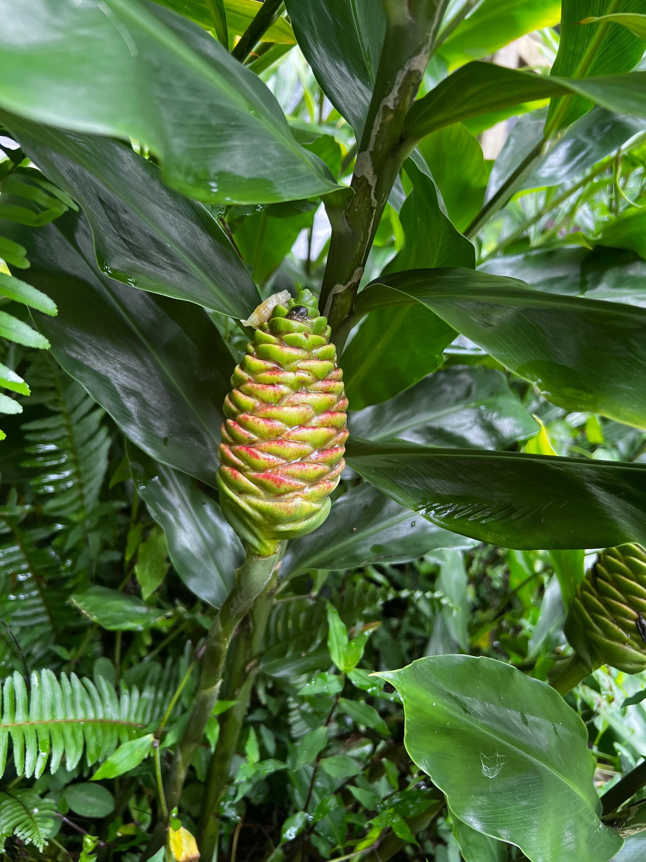 Shampoo Ginger (Zingiber zerumbet)