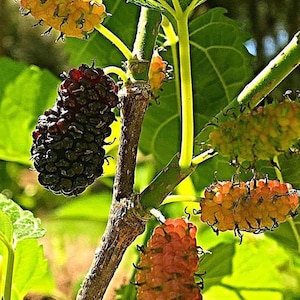 Dwarf Everbearing Mulberry (Morus Nigra)