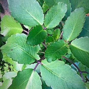 Kalanchoe pinnata , Bryophyllum pinnatum , leaf of Life