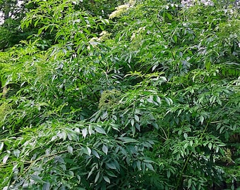 Black elderberry (Sambucus Nigra)