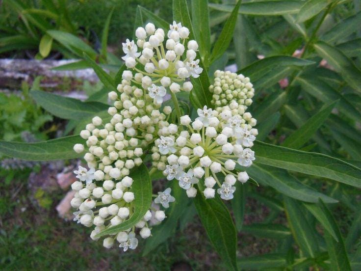 White Milkweed - Live Starter Plant Butterfly Host & Native Wildflower