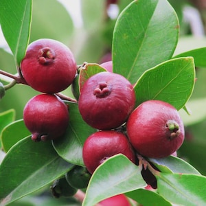 May include: Close-up of a cluster of ripe, red guava fruits on a branch with green leaves. The guavas are round with a slightly textured surface and a small, brown blossom end. The leaves are a vibrant green, creating a natural, fresh aesthetic.