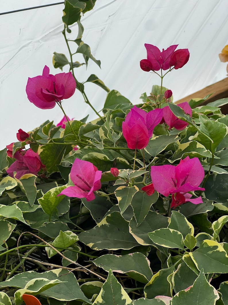 Variegated Raspberry Variegated Raspberry Ice Bougainvillea Plant – Live Tropical Vine ...