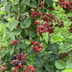 May include: A close-up of a blackberry bush with green leaves and clusters of red and black berries. The berries are in various stages of ripeness, with some still red and others turning black. The bush is growing outdoors.