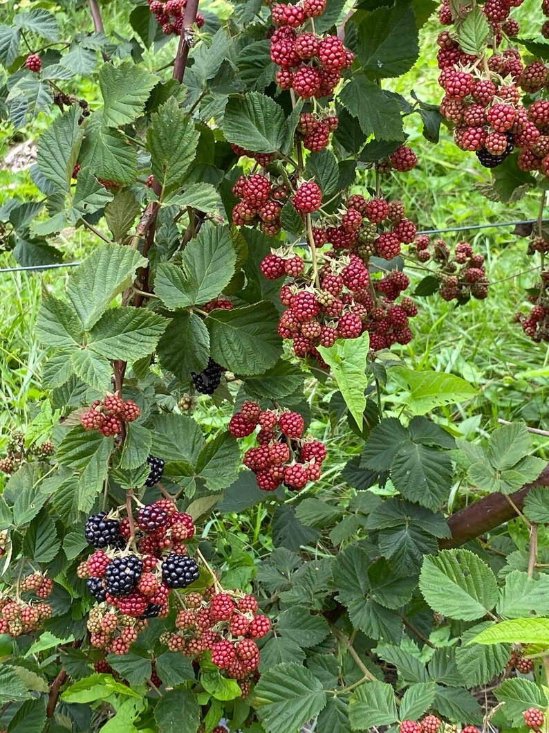 May include: A close-up of a blackberry bush with green leaves and clusters of red and black berries. The berries are in various stages of ripeness, with some still red and others turning black. The bush is growing outdoors.