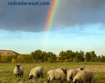 Red Cedar Wool Gift Certificate
