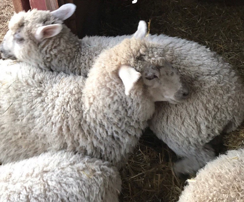 Lambs Wool 4 oz. Colorado Grown Hand Dyed Wool Roving Etsy