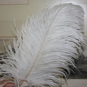 Zehn (10) weiße Straußenflügel 375-425 mm erstklassige Obernote (15-17 inch)