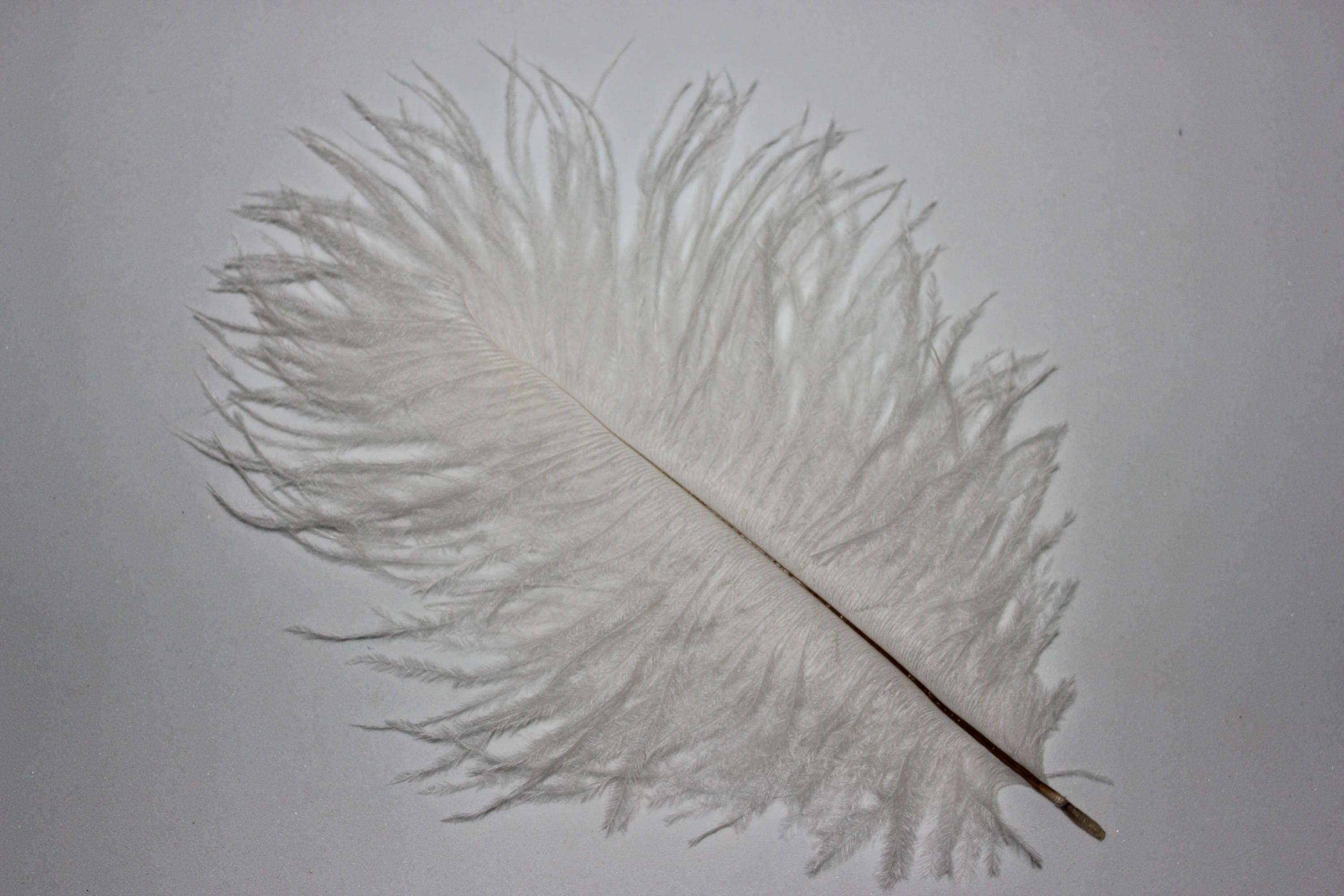 One 1 white ostrich blondene feather first A grade 350-400MM 