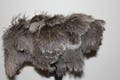 One soft first grade soft ostrich feather duster large feather head 55 grm weight