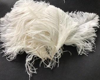 Ten ( 10 ) white wing feathers 20cm first grade