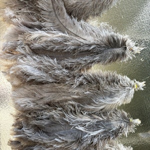 May include: Five gray ostrich feathers with a brown quill. The feathers are arranged in a row, with the tips of the feathers pointing to the right.