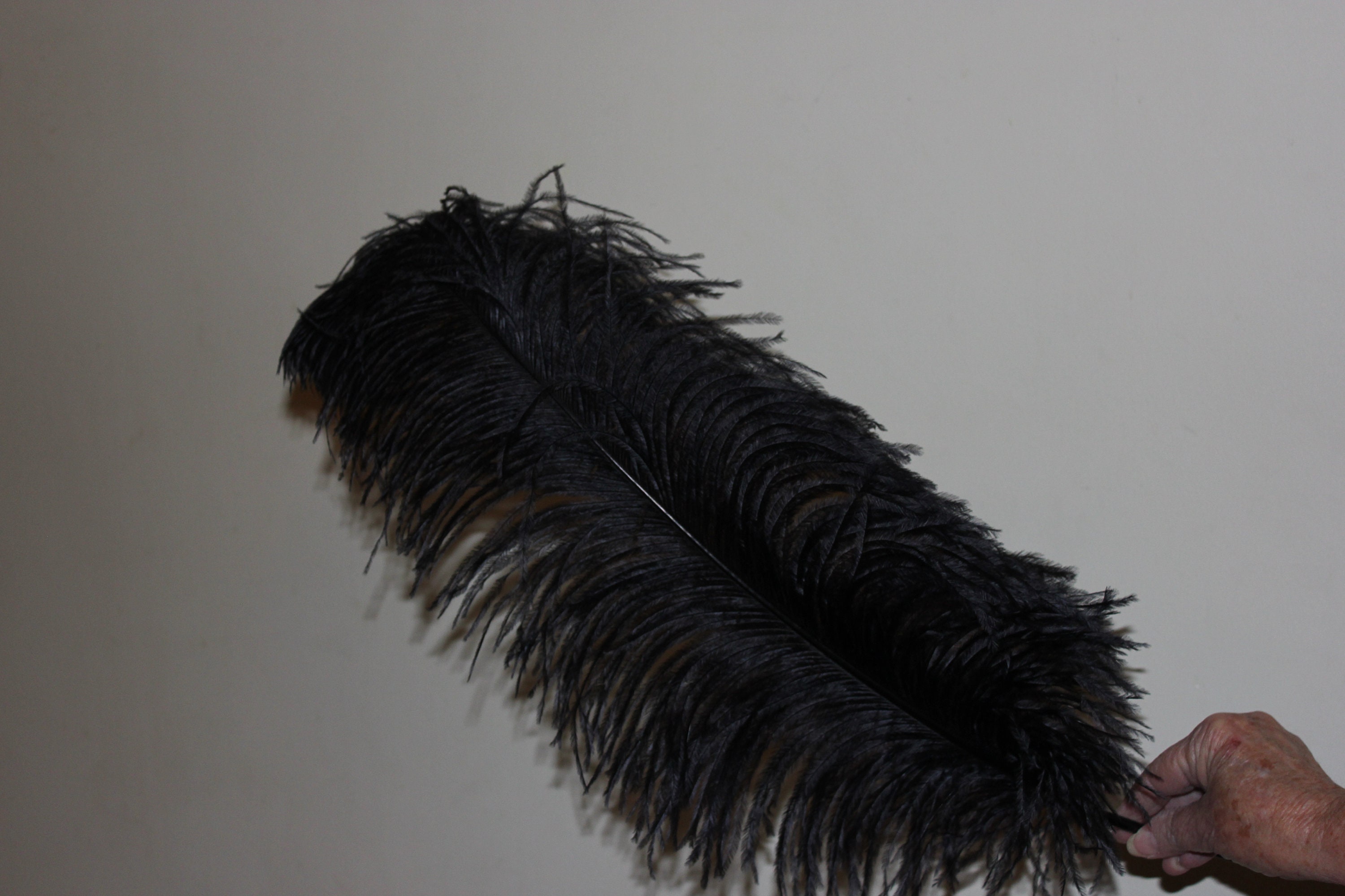 17-26in Black Ostrich Plumes/ Feathers