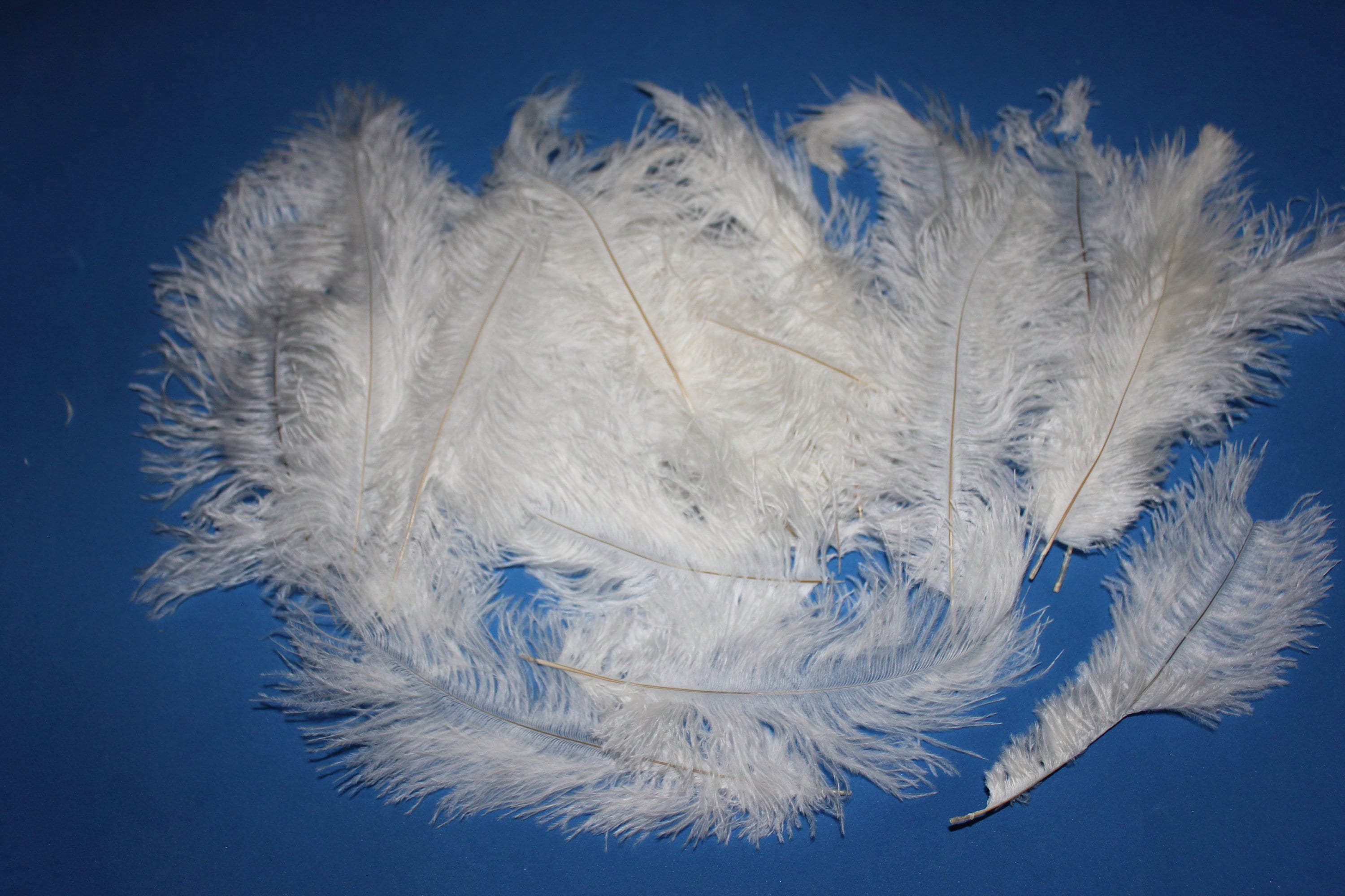 One royal blue ostrich blondene feather first grade 350-400MM 1