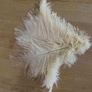 Ten (10) second grade okapi cream ostrich feathers 27-32cm