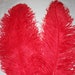 see more listings in the Ostrich feathers section