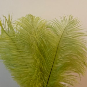 May include: A bunch of lime green ostrich feathers.