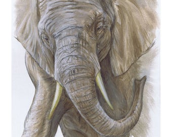 African Elephant - Print