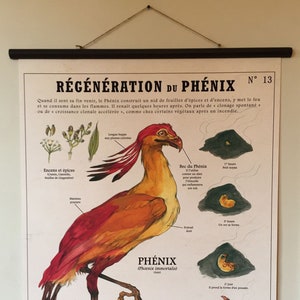 Très grande Planche le PHENIX (80X100 cm) "Créatures Fantastiques Deyrolle" signée par l'artiste