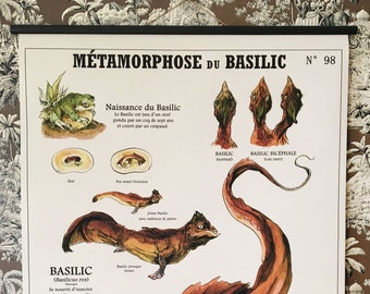 Very large Plate METAMORPHOSIS OF THE BASIL (80X100 cm) "Fantastic Creatures Deyrolle"