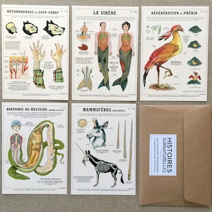 Set van 5 ansichtkaarten "Fantastic Creatures" - Deyrolle-borden van de kunstenaar Camille Renversade