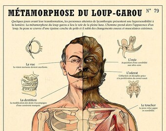METAMORPHOSIS OF THE WEREWOLF N°79 - Deyrolle poster, signed by the artist Camille Renversade
