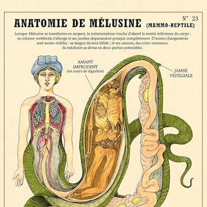 ANATOMÍA de MELUSINE Mujer serpiente - Cartel del gabinete de curiosidades Deyrolle, Firmado por la artista Camille Renversade