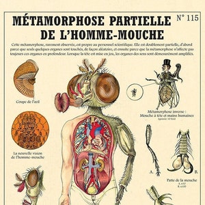 Metamorphosis of the Fly Man - Deyrolle cabinet of curiosities poster by the artist Camille Renversade