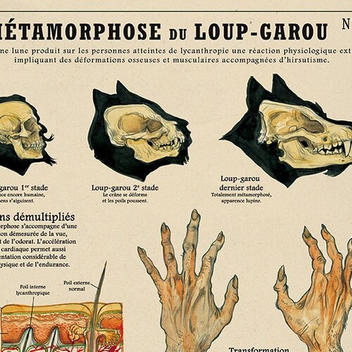 Le Loup Garou N 78 Deyrolle Poster By The Artist Camille Etsy