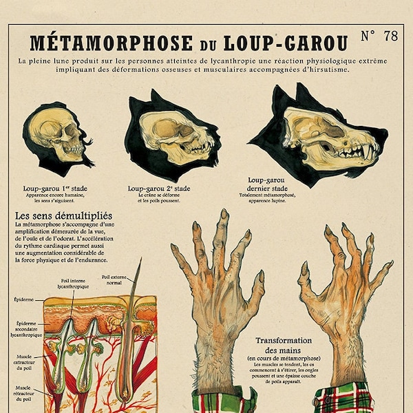 Il poster LUPIN MANNARO N. 78- Deyrolle, firmato dall'artista Camille Renversade