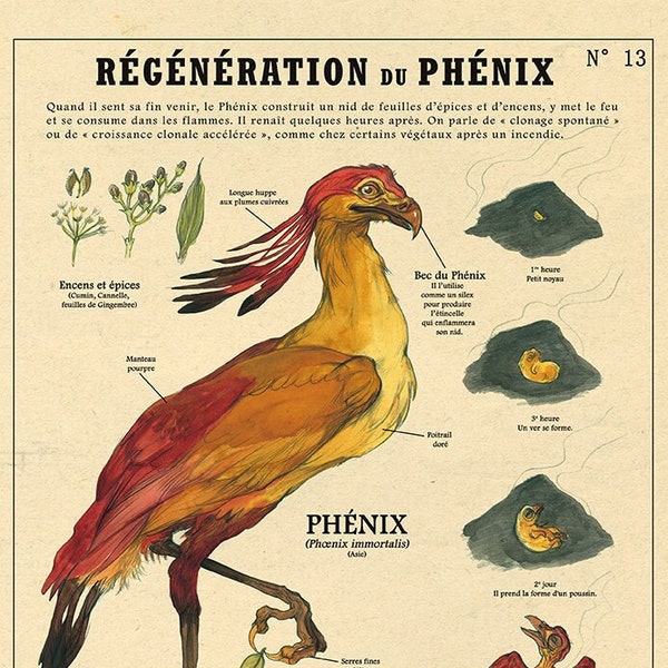 Le phénix  - Affiche cabinet de curiosités Deyrolle par l'artiste Camille Renversade